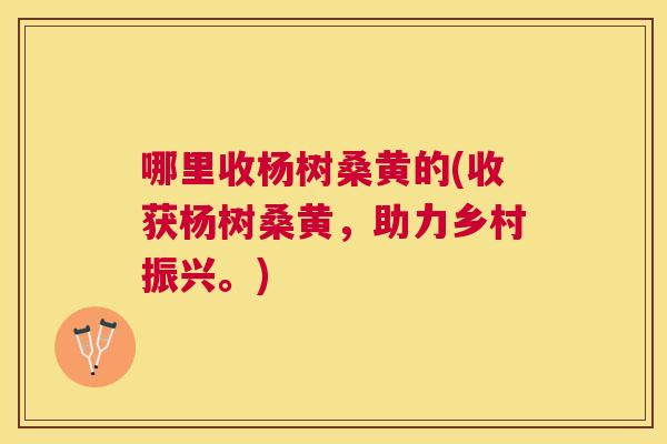 哪里收杨树桑黄的(收获杨树桑黄,助力乡村振兴。) 哪里收杨树桑黄的(收获杨树桑黄,助力乡村振兴。)