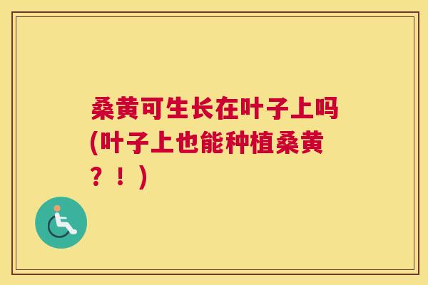 桑黄可生长在叶子上吗(叶子上也能种植桑黄?!) 桑黄可生长在叶子上吗(叶子上也能种植桑黄?!)