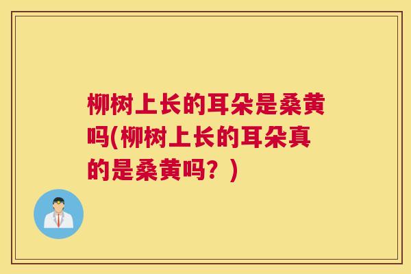 柳树上长的耳朵是桑黄吗(柳树上长的耳朵真的是桑黄吗?) 柳树上长的耳朵是桑黄吗(柳树上长的耳朵真的是桑黄吗?)
