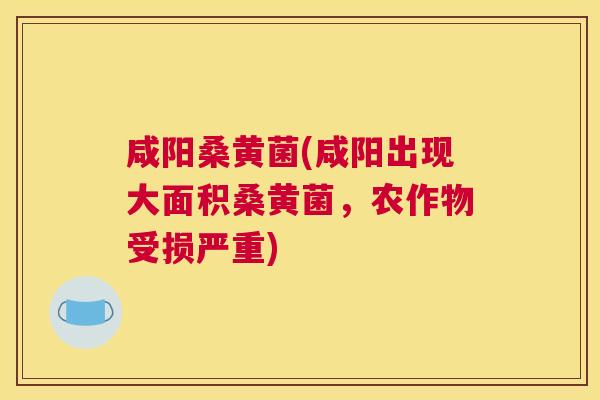 咸阳桑黄菌(咸阳出现大面积桑黄菌,农作物受损严重) 咸阳桑黄菌(咸阳出现大面积桑黄菌,农作物受损严重)