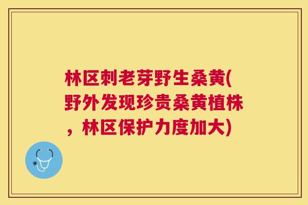 林区刺老芽野生桑黄(野外发现珍贵桑黄植株,林区保护力度加大) 林区刺老芽野生桑黄(野外发现珍贵桑黄植株,林区保护力度加大)