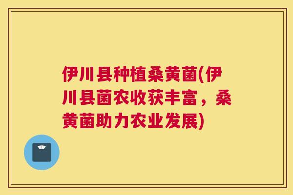伊川县种植桑黄菌(伊川县菌农收获丰富,桑黄菌助力农业发展) 伊川县种植桑黄菌(伊川县菌农收获丰富,桑黄菌助力农业发展)