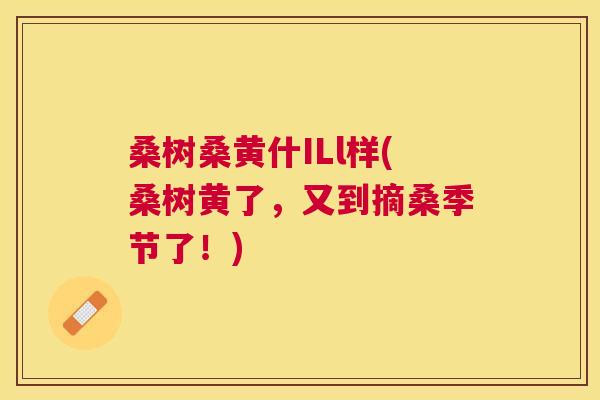 桑树桑黄什ILl样(桑树黄了,又到摘桑季节了!) 桑树桑黄什ILl样(桑树黄了,又到摘桑季节了!)