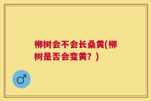 柳树会不会长桑黄(柳树是否会变黄?) 柳树会不会长桑黄(柳树是否会变黄?)