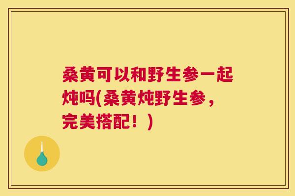 桑黄可以和野生参一起炖吗(桑黄炖野生参,完美搭配!) 桑黄可以和野生参一起炖吗(桑黄炖野生参,完美搭配!)