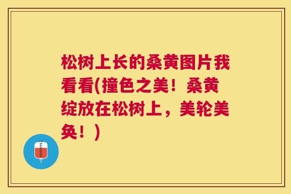 松树上长的桑黄图片我看看(撞色之美!桑黄绽放在松树上,美轮美奂!) 松树上长的桑黄图片我看看(撞色之美!桑黄绽放在松树上,美轮美奂!)