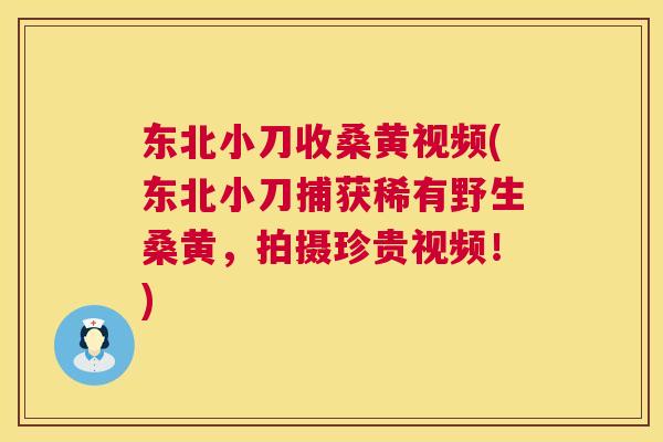 东北小刀收桑黄视频(东北小刀捕获稀有野生桑黄,拍摄珍贵视频!) 东北小刀收桑黄视频(东北小刀捕获稀有野生桑黄,拍摄珍贵视频!)