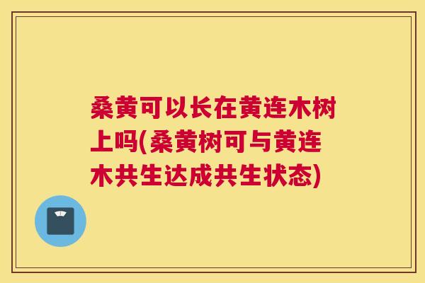 桑黄可以长在黄连木树上吗(桑黄树可与黄连木共生达成共生状态) 桑黄可以长在黄连木树上吗(桑黄树可与黄连木共生达成共生状态)
