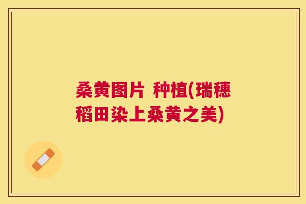 桑黄图片 种植(瑞穗稻田染上桑黄之美) 桑黄图片 种植(瑞穗稻田染上桑黄之美)