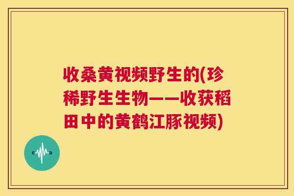 收桑黄视频野生的(珍稀野生生物——收获稻田中的黄鹤江豚视频) 收桑黄视频野生的(珍稀野生生物——收获稻田中的黄鹤江豚视频)