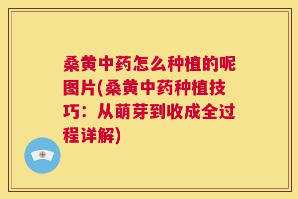 桑黄怎么种植的呢图片(桑黄种植技巧:从萌芽到收成全过程详解) 桑黄怎么种植的呢图片(桑黄种植技巧:从萌芽到收成全过程详解)