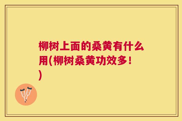 柳树上面的桑黄有什么用(柳树桑黄功效多!) 柳树上面的桑黄有什么用(柳树桑黄功效多!)
