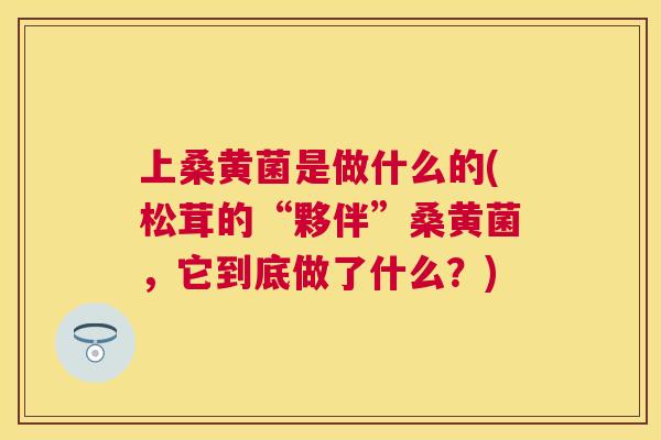 上桑黄菌是做什么的(松茸的“夥伴”桑黄菌,它到底做了什么?) 上桑黄菌是做什么的(松茸的“夥伴”桑黄菌,它到底做了什么?)