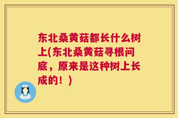 东北桑黄菇都长什么树上(东北桑黄菇寻根问底,原来是这种树上长成的!) 东北桑黄菇都长什么树上(东北桑黄菇寻根问底,原来是这种树上长成的!)