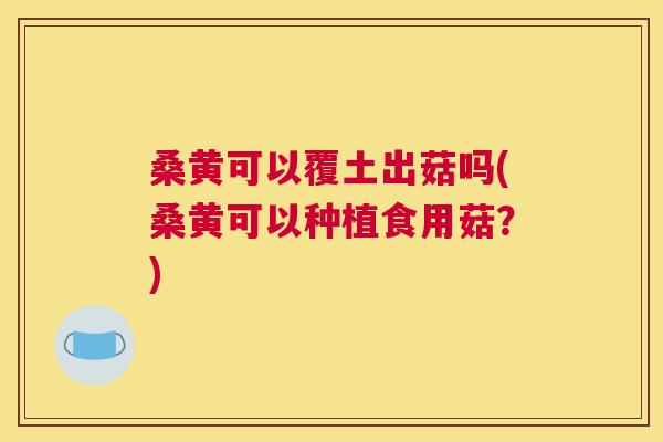 桑黄可以覆土出菇吗(桑黄可以种植食用菇?) 桑黄可以覆土出菇吗(桑黄可以种植食用菇?)