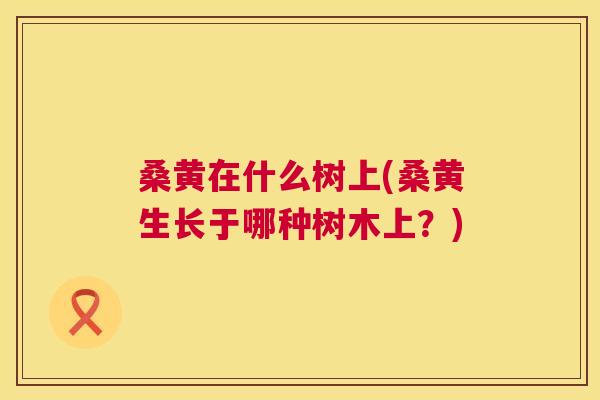 桑黄在什么树上(桑黄生长于哪种树木上?) 桑黄在什么树上(桑黄生长于哪种树木上?)