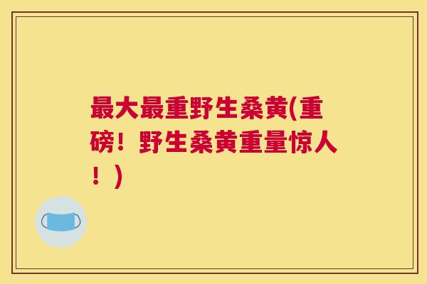 大重野生桑黄(重磅!野生桑黄重量惊人!) 大重野生桑黄(重磅!野生桑黄重量惊人!)