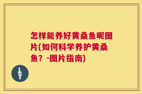 怎样能养好黄桑鱼呢图片(如何科学养护黄桑鱼?-图片指南) 怎样能养好黄桑鱼呢图片(如何科学养护黄桑鱼?-图片指南)
