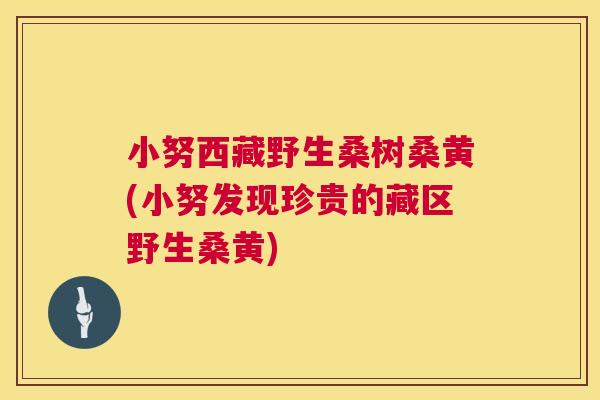 小努西藏野生桑树桑黄(小努发现珍贵的藏区野生桑黄) 小努西藏野生桑树桑黄(小努发现珍贵的藏区野生桑黄)