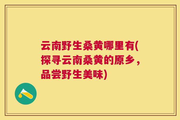 云南野生桑黄哪里有(探寻云南桑黄的原乡,品尝野生美味) 云南野生桑黄哪里有(探寻云南桑黄的原乡,品尝野生美味)