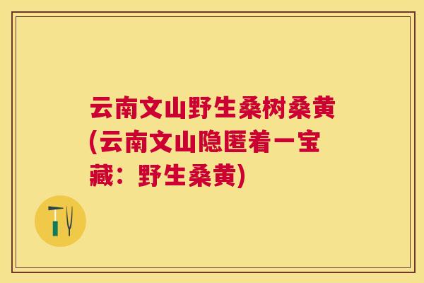 云南文山野生桑树桑黄(云南文山隐匿着一宝藏:野生桑黄) 云南文山野生桑树桑黄(云南文山隐匿着一宝藏:野生桑黄)