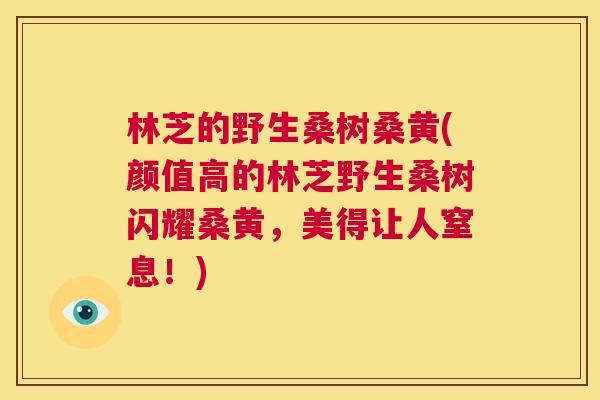 林芝的野生桑树桑黄(颜值高的林芝野生桑树闪耀桑黄,美得让人窒息!) 林芝的野生桑树桑黄(颜值高的林芝野生桑树闪耀桑黄,美得让人窒息!)