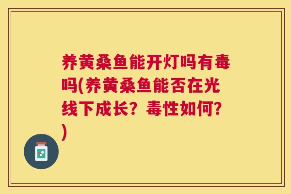 养黄桑鱼能开灯吗有毒吗(养黄桑鱼能否在光线下成长?毒性如何?) 养黄桑鱼能开灯吗有毒吗(养黄桑鱼能否在光线下成长?毒性如何?)
