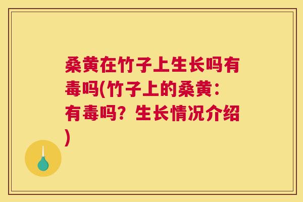 桑黄在竹子上生长吗有毒吗(竹子上的桑黄:有毒吗?生长情况介绍) 桑黄在竹子上生长吗有毒吗(竹子上的桑黄:有毒吗?生长情况介绍)