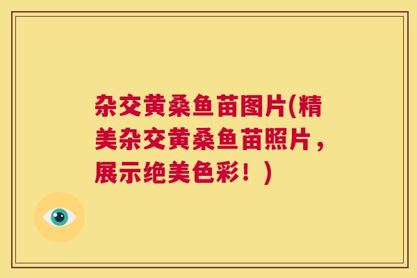 杂交黄桑鱼苗图片(精美杂交黄桑鱼苗照片,展示绝美色彩!) 杂交黄桑鱼苗图片(精美杂交黄桑鱼苗照片,展示绝美色彩!)