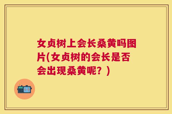 女贞树上会长桑黄吗图片(女贞树的会长是否会出现桑黄呢?) 女贞树上会长桑黄吗图片(女贞树的会长是否会出现桑黄呢?)