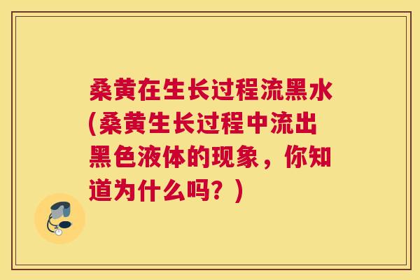 桑黄在生长过程流黑水(桑黄生长过程中流出黑色液体的现象,你知道为什么吗?) 桑黄在生长过程流黑水(桑黄生长过程中流出黑色液体的现象,你知道为什么吗?)