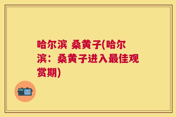 哈尔滨 桑黄子(哈尔滨:桑黄子进入佳观赏期) 哈尔滨 桑黄子(哈尔滨:桑黄子进入佳观赏期)