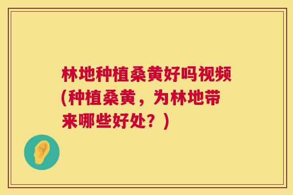 林地种植桑黄好吗视频(种植桑黄,为林地带来哪些好处?) 林地种植桑黄好吗视频(种植桑黄,为林地带来哪些好处?)