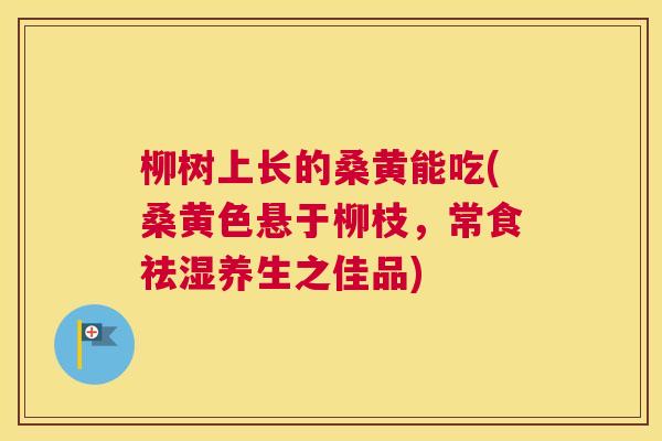 柳树上长的桑黄能吃(桑黄色悬于柳枝,常食祛湿养生之佳品) 柳树上长的桑黄能吃(桑黄色悬于柳枝,常食祛湿养生之佳品)