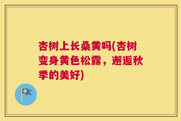 杏树上长桑黄吗(杏树变身黄色松露,邂逅秋季的美好) 杏树上长桑黄吗(杏树变身黄色松露,邂逅秋季的美好)