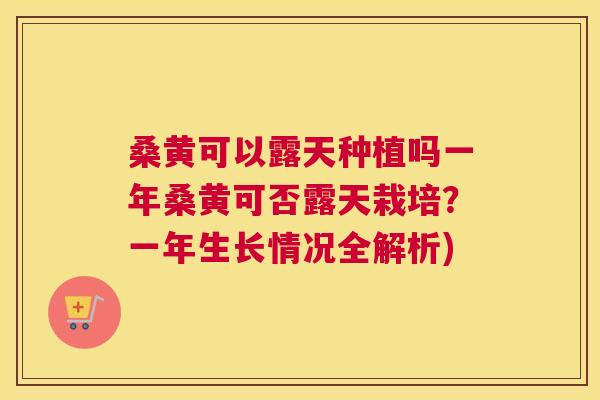 桑黄可以露天种植吗一年桑黄可否露天栽培?一年生长情况全解析) 桑黄可以露天种植吗一年桑黄可否露天栽培?一年生长情况全解析)