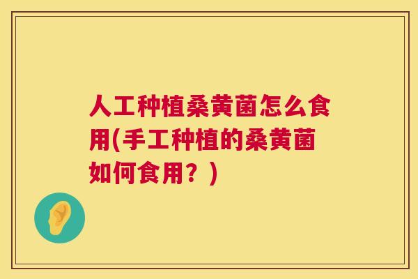 人工种植桑黄菌怎么食用(手工种植的桑黄菌如何食用?) 人工种植桑黄菌怎么食用(手工种植的桑黄菌如何食用?)