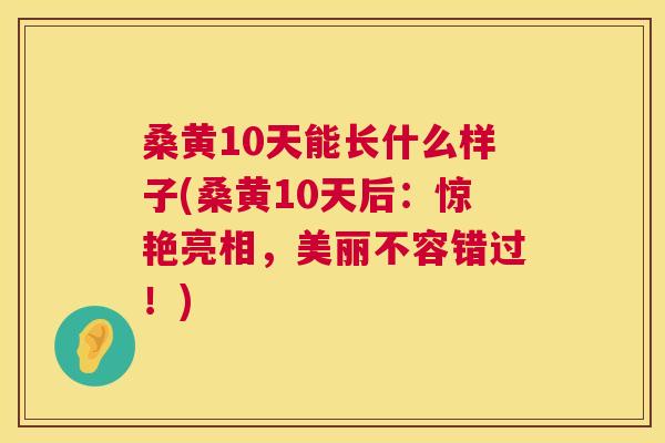 桑黄10天能长什么样子(桑黄10天后:惊艳亮相,美丽不容错过!) 桑黄10天能长什么样子(桑黄10天后:惊艳亮相,美丽不容错过!)