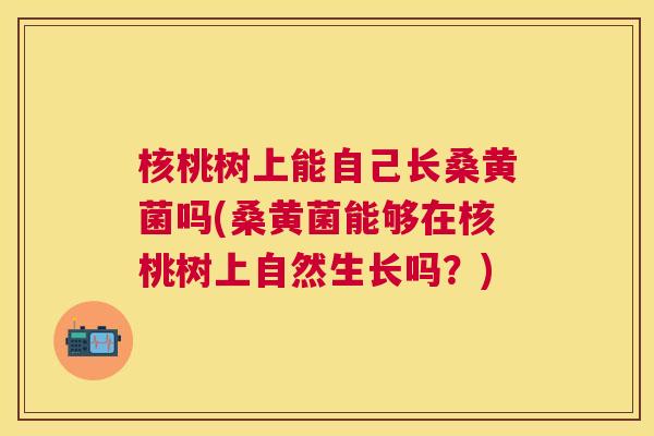 核桃树上能自己长桑黄菌吗(桑黄菌能够在核桃树上自然生长吗?) 核桃树上能自己长桑黄菌吗(桑黄菌能够在核桃树上自然生长吗?)