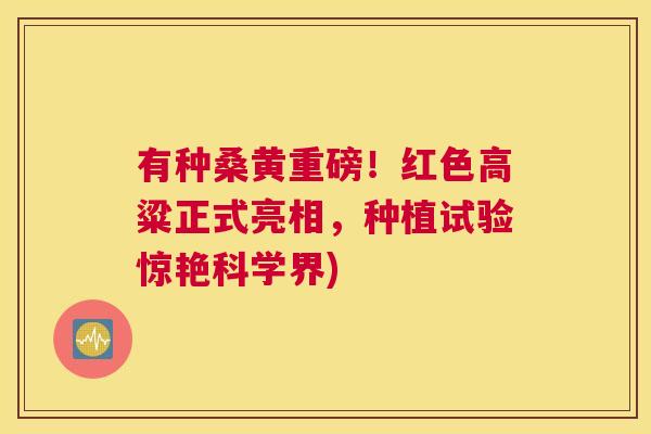 有种桑黄重磅!红色高粱正式亮相,种植试验惊艳科学界) 有种桑黄重磅!红色高粱正式亮相,种植试验惊艳科学界)