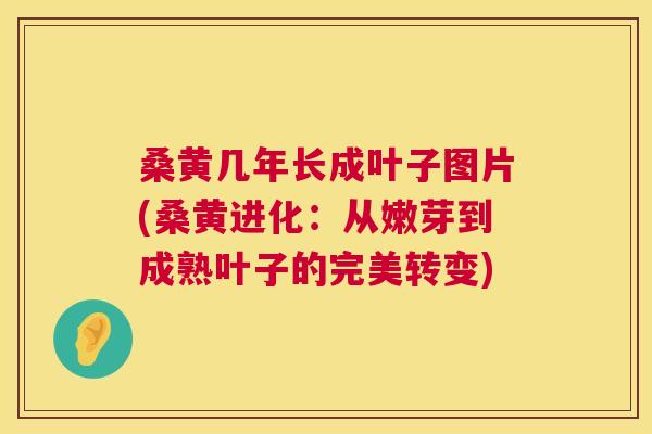 桑黄几年长成叶子图片(桑黄进化:从嫩芽到成熟叶子的完美转变) 桑黄几年长成叶子图片(桑黄进化:从嫩芽到成熟叶子的完美转变)
