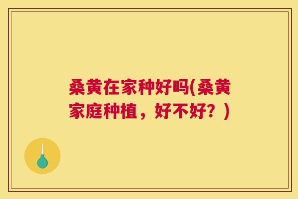 桑黄在家种好吗(桑黄家庭种植,好不好?) 桑黄在家种好吗(桑黄家庭种植,好不好?)