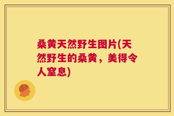 桑黄天然野生图片(天然野生的桑黄,美得令人窒息) 桑黄天然野生图片(天然野生的桑黄,美得令人窒息)