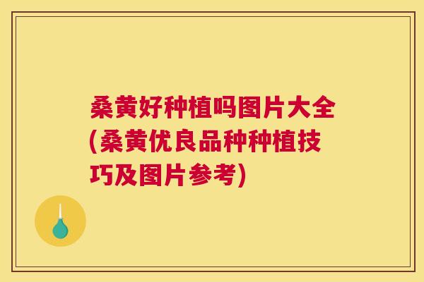 桑黄好种植吗图片大全(桑黄优良品种种植技巧及图片参考) 桑黄好种植吗图片大全(桑黄优良品种种植技巧及图片参考)