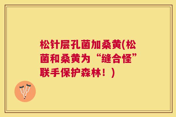 松针层孔菌加桑黄(松菌和桑黄为“缝合怪”联手保护森林!) 松针层孔菌加桑黄(松菌和桑黄为“缝合怪”联手保护森林!)