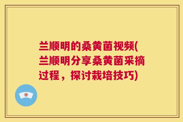 兰顺明的桑黄菌视频(兰顺明分享桑黄菌采摘过程,探讨栽培技巧) 兰顺明的桑黄菌视频(兰顺明分享桑黄菌采摘过程,探讨栽培技巧)