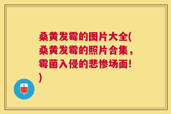 桑黄发霉的图片大全(桑黄发霉的照片合集,霉菌入侵的悲惨场面!) 桑黄发霉的图片大全(桑黄发霉的照片合集,霉菌入侵的悲惨场面!)