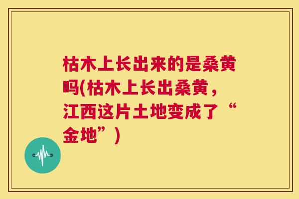枯木上长出来的是桑黄吗(枯木上长出桑黄,江西这片土地变成了“金地”) 枯木上长出来的是桑黄吗(枯木上长出桑黄,江西这片土地变成了“金地”)