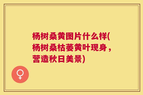 杨树桑黄图片什么样(杨树桑枯萎黄叶现身,营造秋日美景) 杨树桑黄图片什么样(杨树桑枯萎黄叶现身,营造秋日美景)