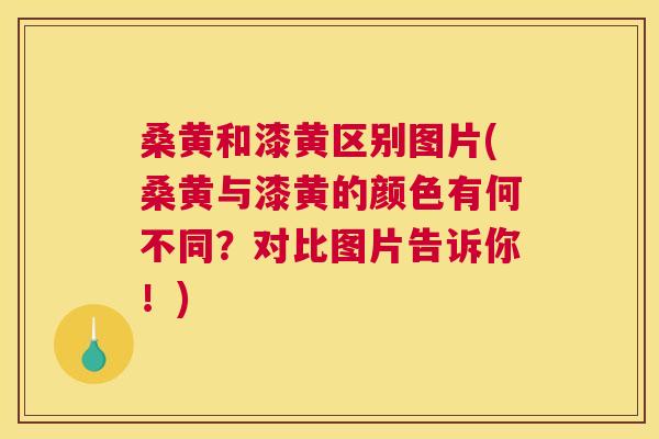桑黄和漆黄区别图片(桑黄与漆黄的颜色有何不同?对比图片告诉你!) 桑黄和漆黄区别图片(桑黄与漆黄的颜色有何不同?对比图片告诉你!)